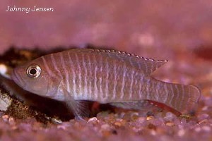 Neolamprologus similis