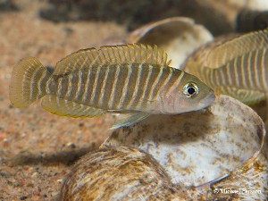 Neolamprologus similis