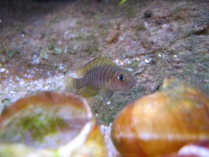 N. similis hun