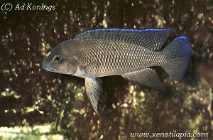 Neolamprologus petricola