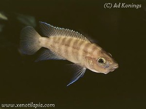 Neolamprologus prochilus