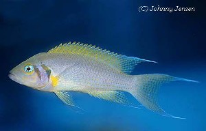 Neolamprologus pulcher