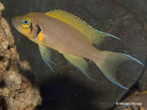Neolamprologus pulcher