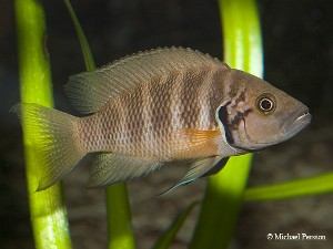 Neolamprologus savoryi