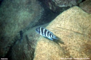 Neolamprologus sexfasciatus