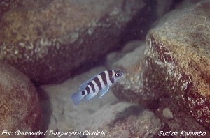 Neolamprologus sexfasciatus Kalambo