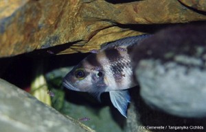 Neolamprologus sexfasciatus m. unger Kasanga