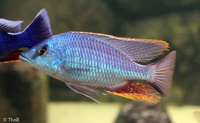 Hemitilapia oxyrhynchus