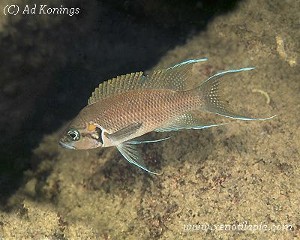 Neolamprologus splendens - Tembwe Deux