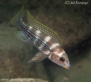Neolamprologus tetracanthus Toby's Place
