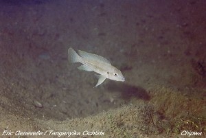 Neolamprologus tetracanthus Chipwa