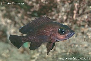 Neolamprologus toae Kekese
