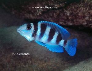Neolamprologus tretocephalus ved Cape Tembwe