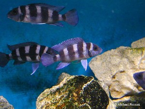 Neolamprologus tretocephalus