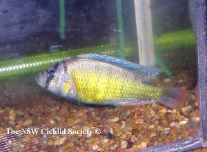Astatotilapia brownae