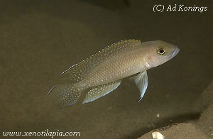 Neolamprologus ventralis Kasanga