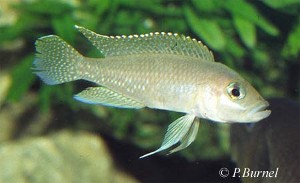 Neolamprologus ventralis