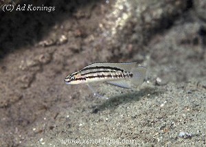 Telmatochromis bifrenatus Halembe