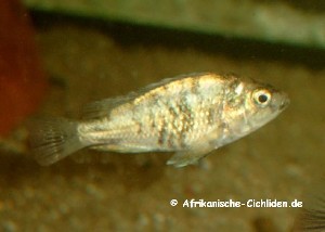 chromogynus_1