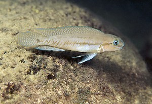 Telmatochromis brachygnathus Mvuna
