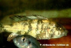chromogynus_3