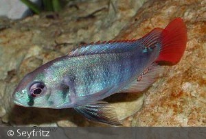 Haplochchromis Cyaneus, Han