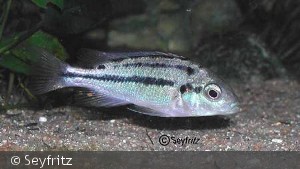 Haplochromis Cyaneus, hun