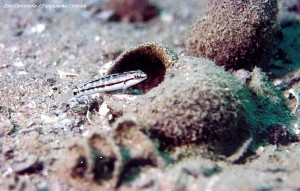 Telmatochromis brichardi