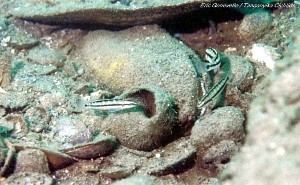 Telmatochromis brichardi Mbity