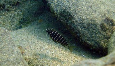 Tropheus annectens