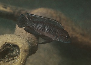 Telmatochromis dhonti Magara
