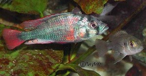 limax_Par