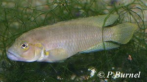 Telmatochromis dhonti