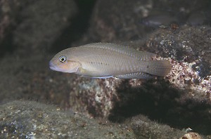 Telmatochromis temporalis Kapemba