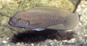 Telmatochromis temporalis
