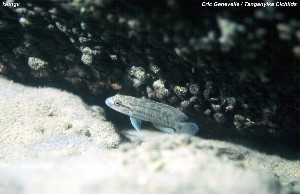 Telmatochromis temporalis