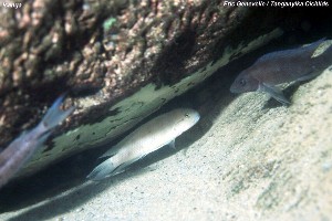 Telmatochromis temporalis Isanga
