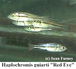 Haplochromis guiarti