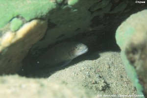 Telmatochromis temporalis Chipwa