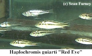 Haplochromis guiarti