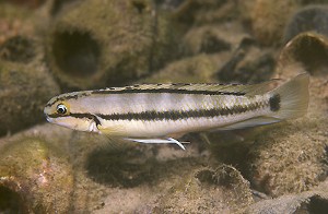 Telmatochromis vittatus Isanga