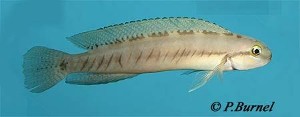 Telmatochromis vittatus