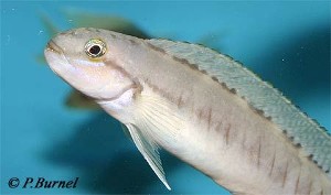 Telmatochromis vittatus