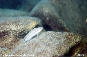 Telmatochromis sp. vittatus