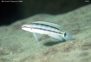 Telmatochromis sp. vittatus