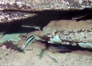 Telmatochromis cf vittatus