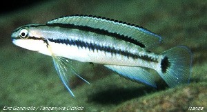 Telmatochromis cf vittatus Isanga