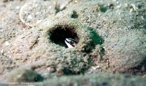 Telmatochromis cf vittatus Mbity