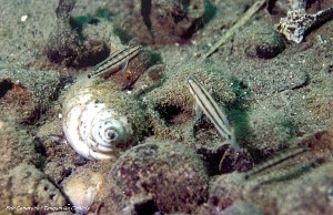 Telmatochromis cf vittatus Muzumwa