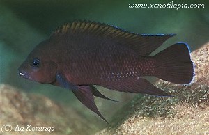 Variabilichromis moorii Kambwimba